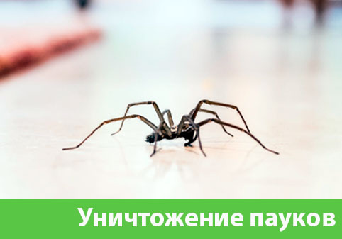 Избавиться от пауков в городе Березники