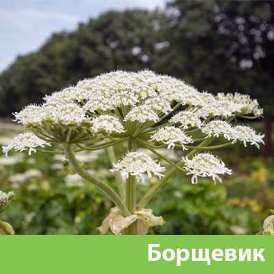 Борщевик в Березниках