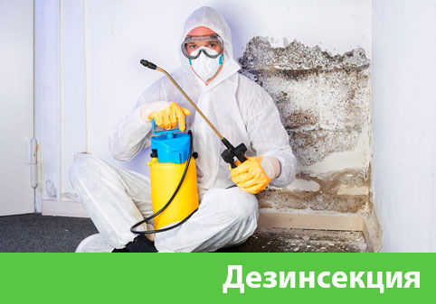 Дезинсекция в городе Березники