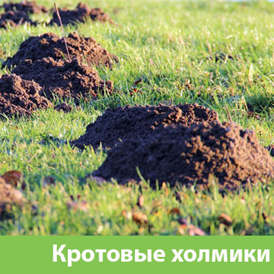 Кроты на участке в Березниках