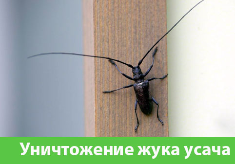 Обработка от жука усача в городе Березники