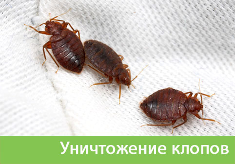 Уничтожение клопов в городе Березники
