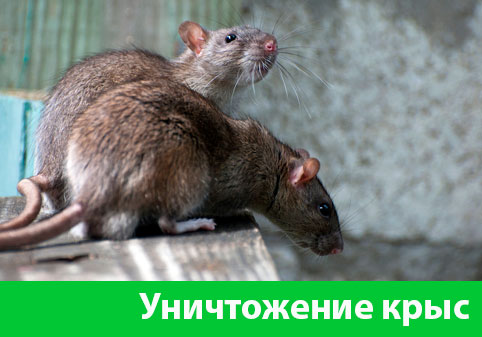 Уничтожение крыс в городе Березники