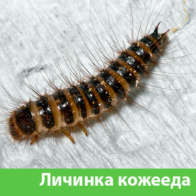 Личинка Кожееда в Березниках