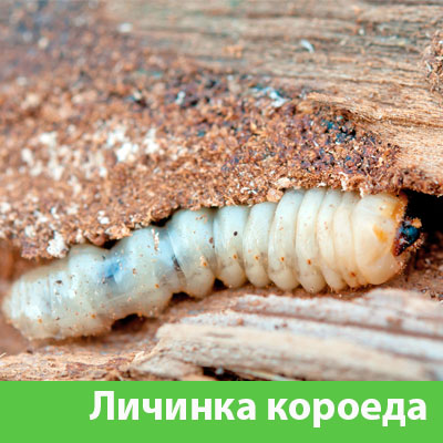 Уничтожение личинок короеда в Березниках