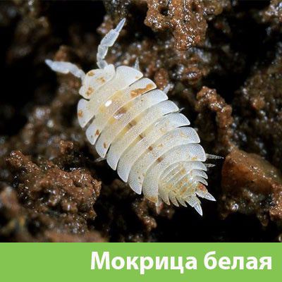 Мокрица в Березниках фото