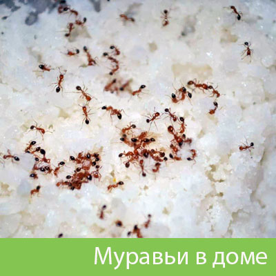 Муравьи в доме в Березниках