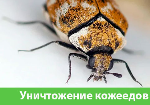 Обработка от кожееда в городе Березники 