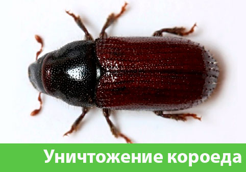 Обработка от древоточца в городе Березники