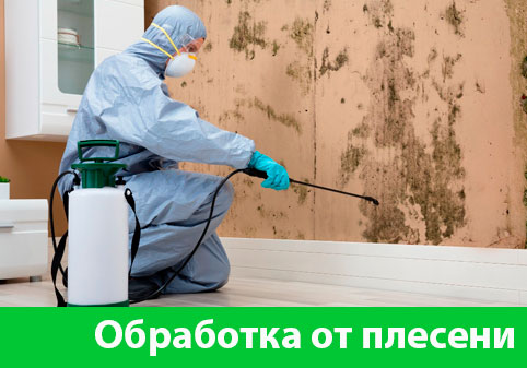 Обработка от плесени в городе Березники