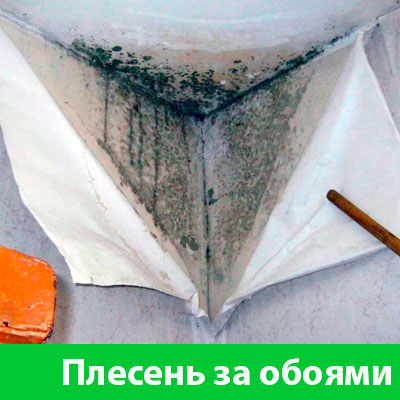 Удаление плесени в Березниках
