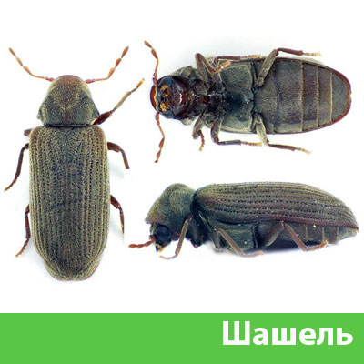 Обработка от шашеля в городе Березники