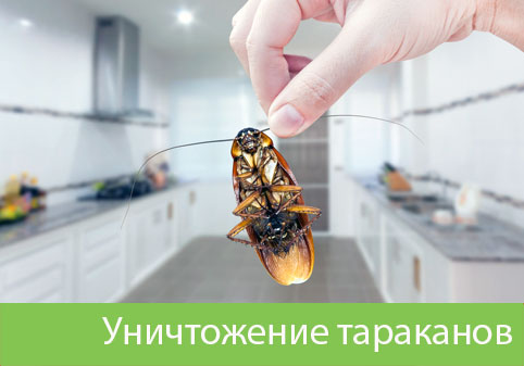 Уничтожение тараканов в городе Березники