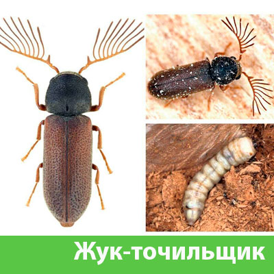 Уничтожение точильщика и личинок в Березниках