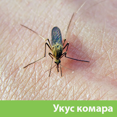 Укусы комаров в Березниках