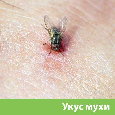 Уничтожение мух в Березниках