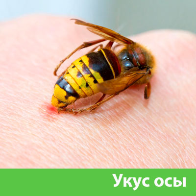Профессиональное уничтожение ос и шершней в Березниках