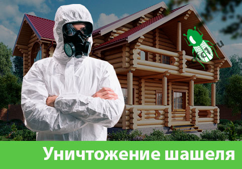 Уничтожение шашеля и личинок в Березниках