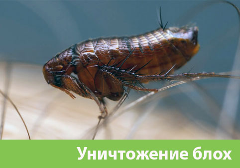 Уничтожение блох в городе Березники