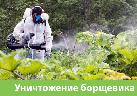 Уничтожение Борщевика в городе Березники