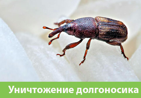 Уничтожение долгоносиков в городе Березники