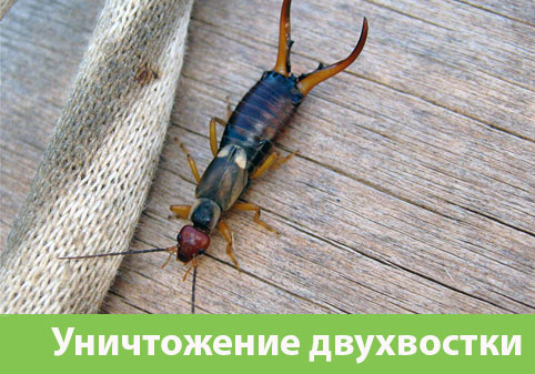 Уничтожение двухвостки в городе Березники