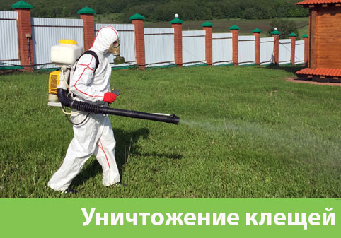 Уничтожение клещей в городе Березники