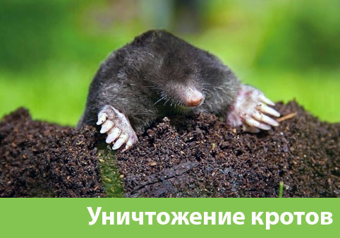 Уничтожение кротов в городе Березники