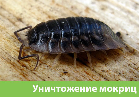 Мокрицы в квартире в городе Березники