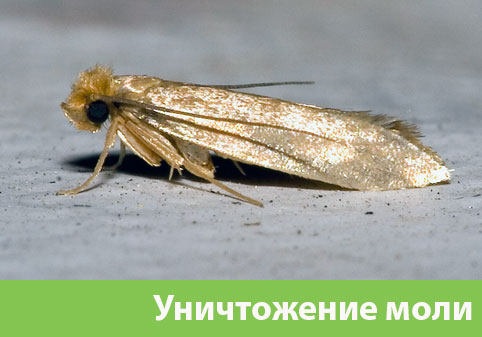 Уничтожение моли в городе Березники 