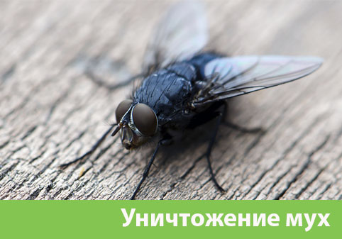 Уничтожение мух в городе Березники