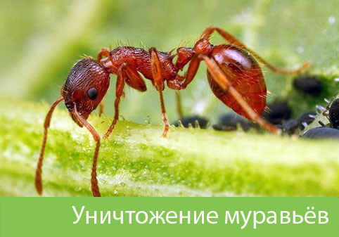 Уничтожение муравьёв в городе Березники