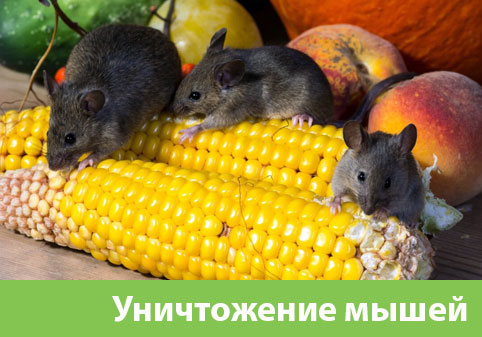 Уничтожение мышей в Березниках
