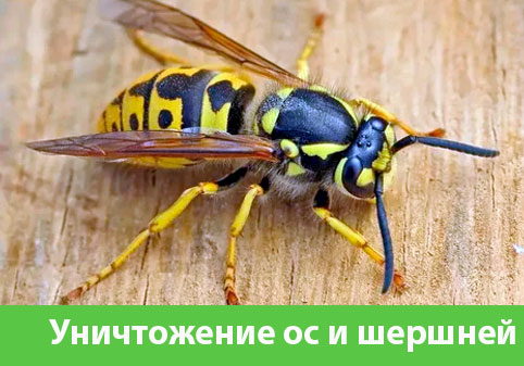 Уничтожение ос и шершней в городе Березники