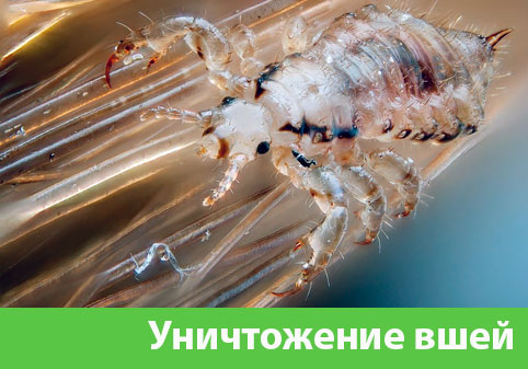 Уничтожение вшей в городе Березники